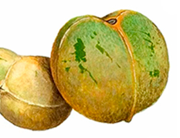 Semilla de Brasil original y falsa