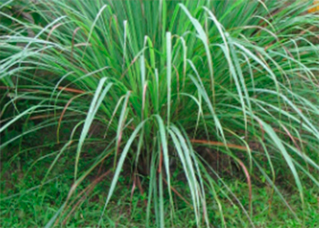 hierba luisa