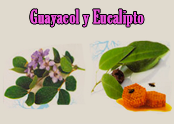 Guayacol y Eucalipto